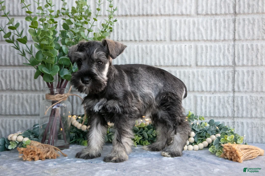Miniature Schnauzer dogs for sale: Penny - Ad 3