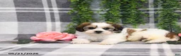 Teddy Bear dogs for sale: Skylar - Ad 4