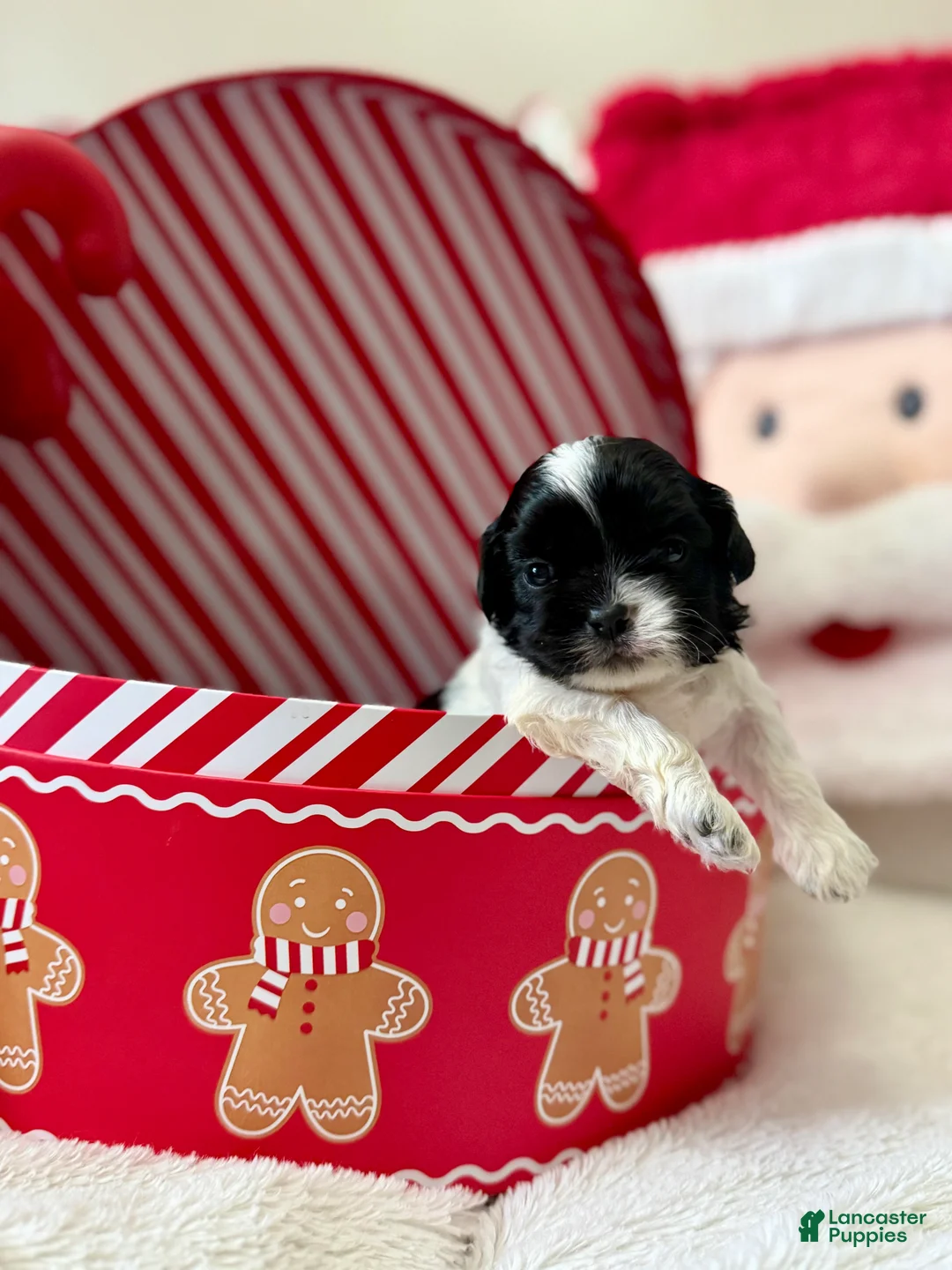 Shihpoo dogs for sale: Boq  - Ad 11