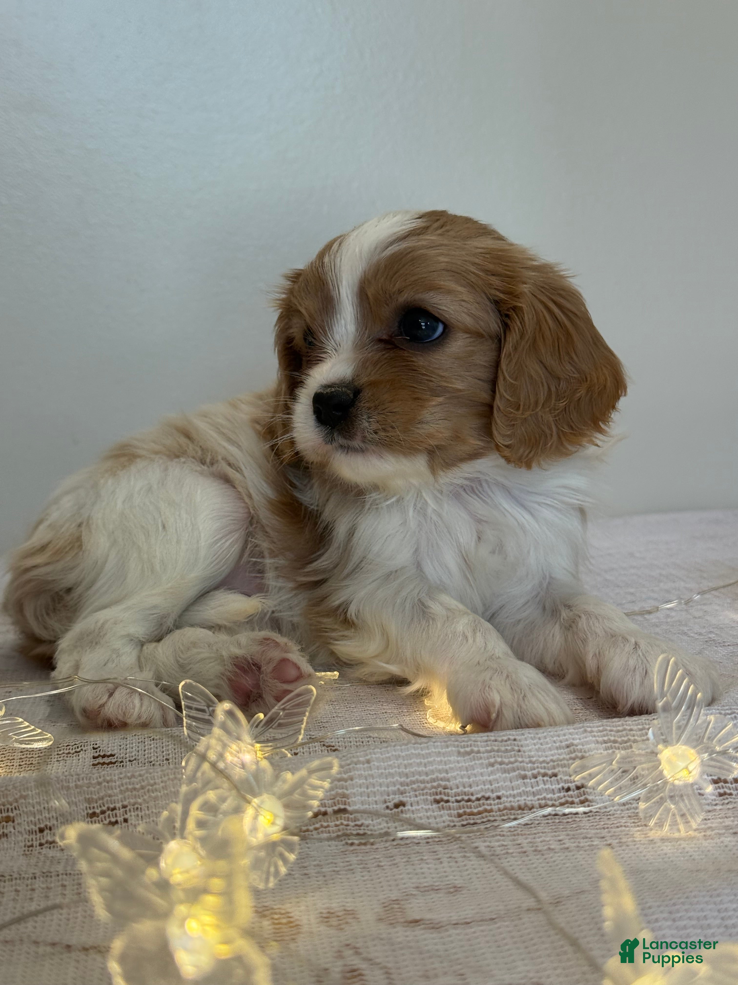 Cavalier King Charles Spaniel dogs Starlight Cavalier King Charles Spaniel  - Ad 2