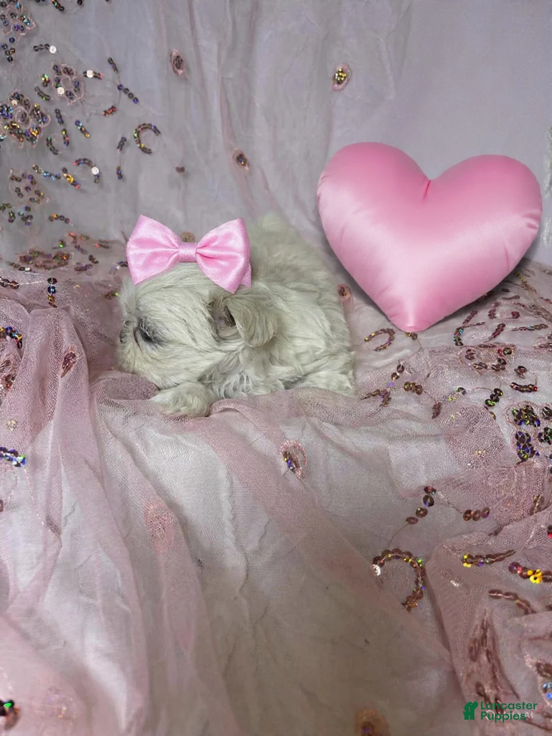 Shih Tzu dogs for sale: Shih Tzu Puppy 3 - Ad 2