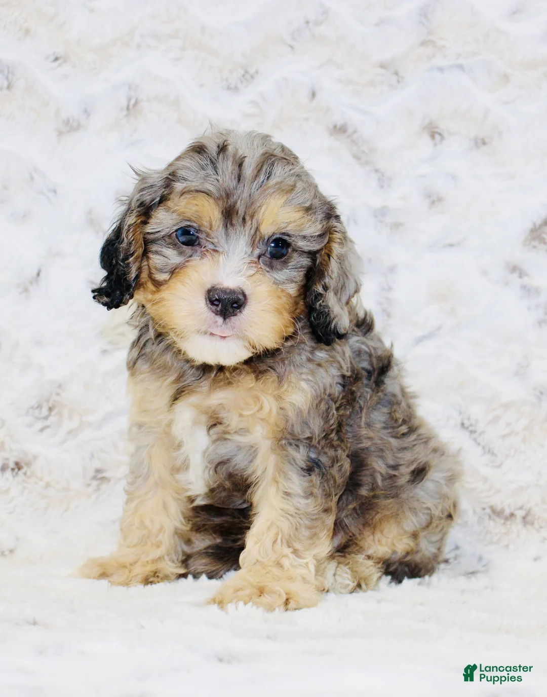Cavapoo dogs for sale: Tiny - Ad 2