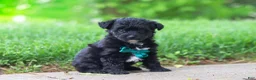 Yorkiepoo dogs for sale: Buster - Ad 3