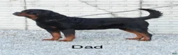 Rottweiler dogs for sale: Lola - Ad 7