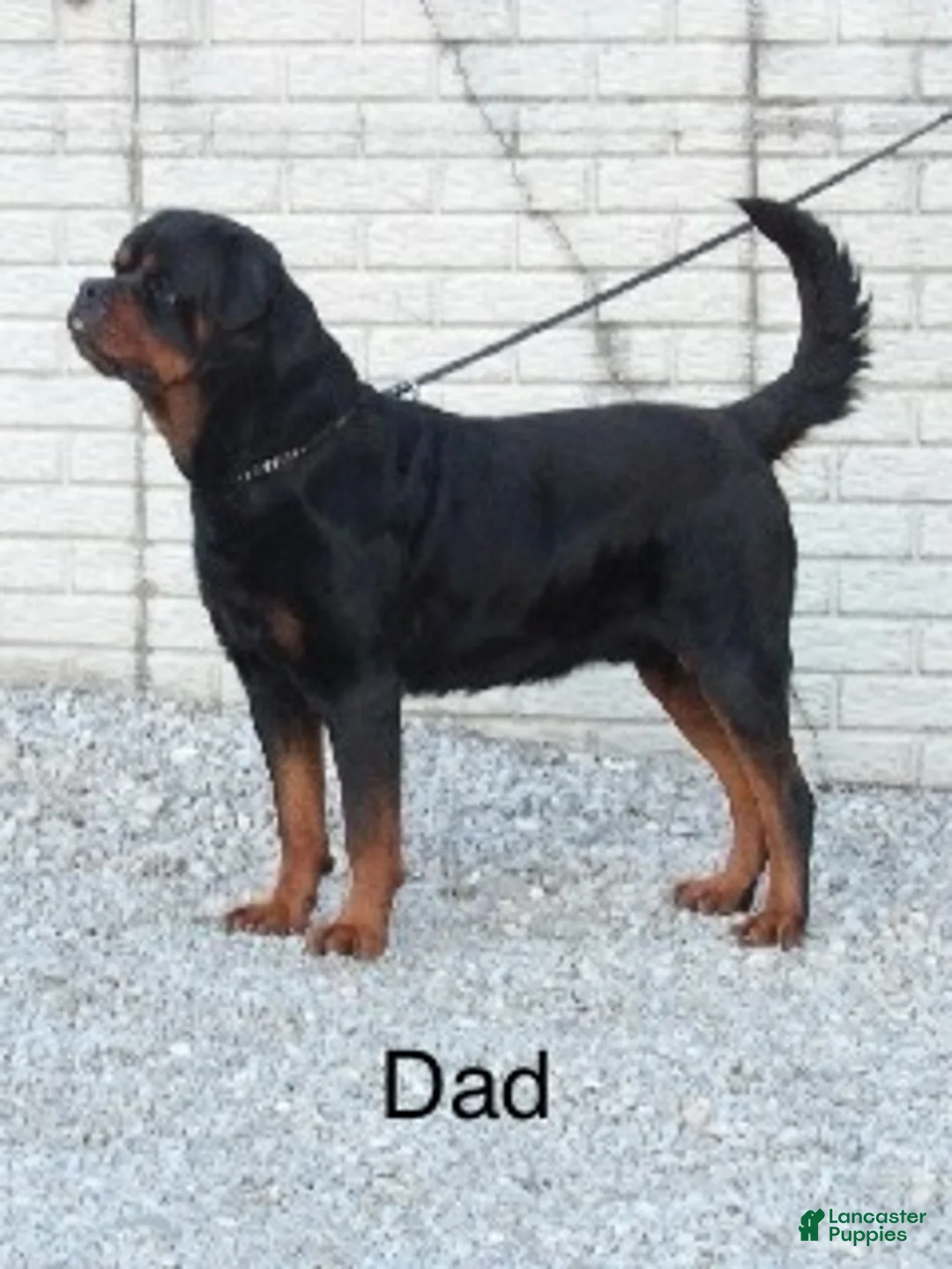 Rottweiler dogs for sale: Lola - Ad 7