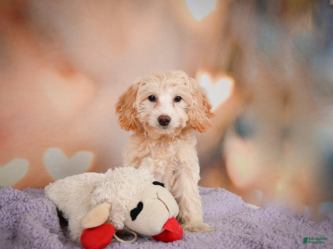 Cavapoo dogs Parker - Ad 1