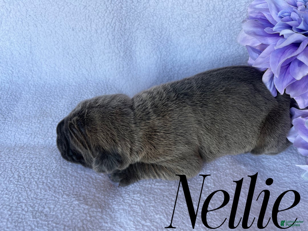 Cane Corso dogs for sale: Nellie - Ad 2