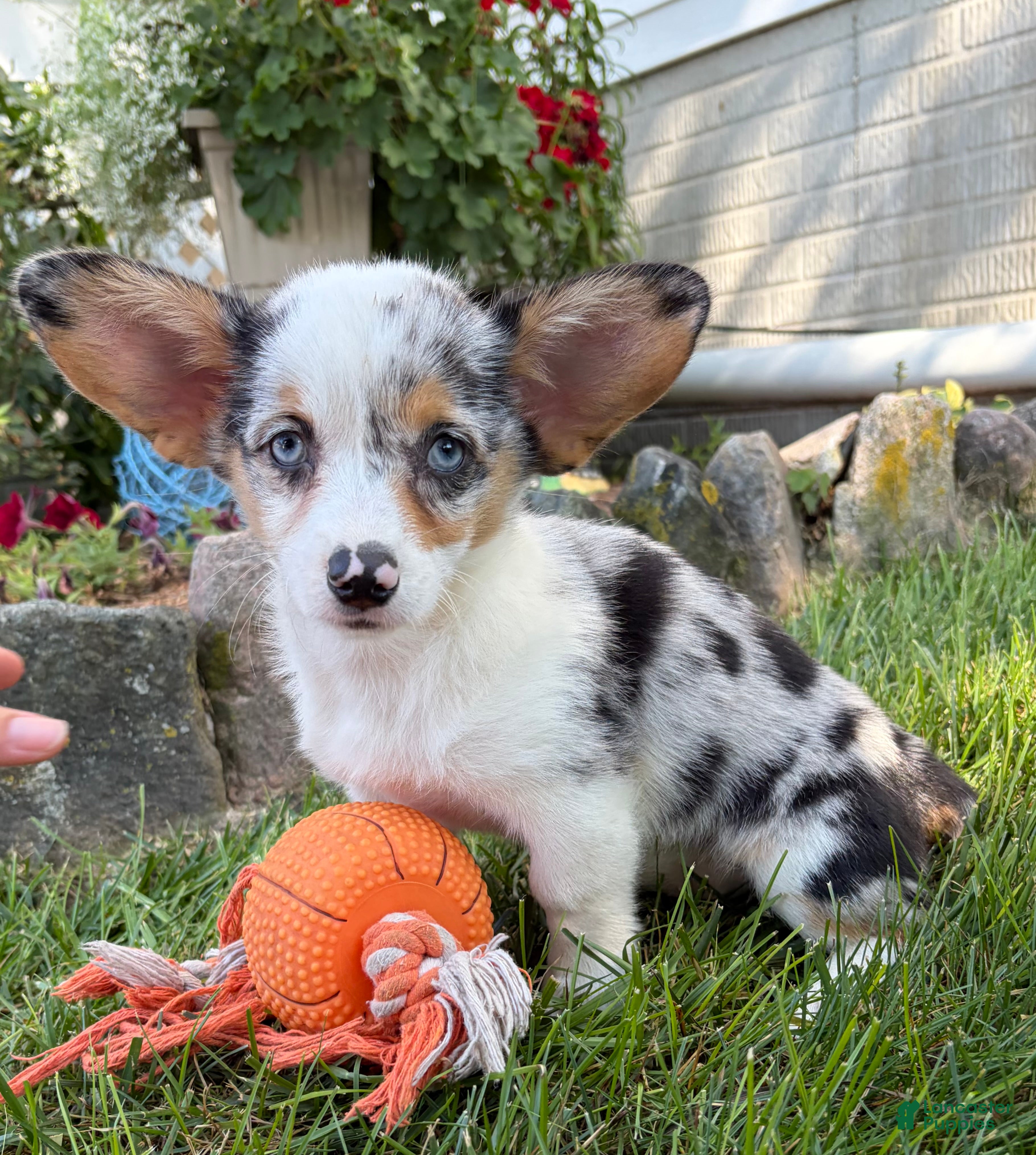 Welsh Corgi Pembroke dogs Gigi - Ad 1