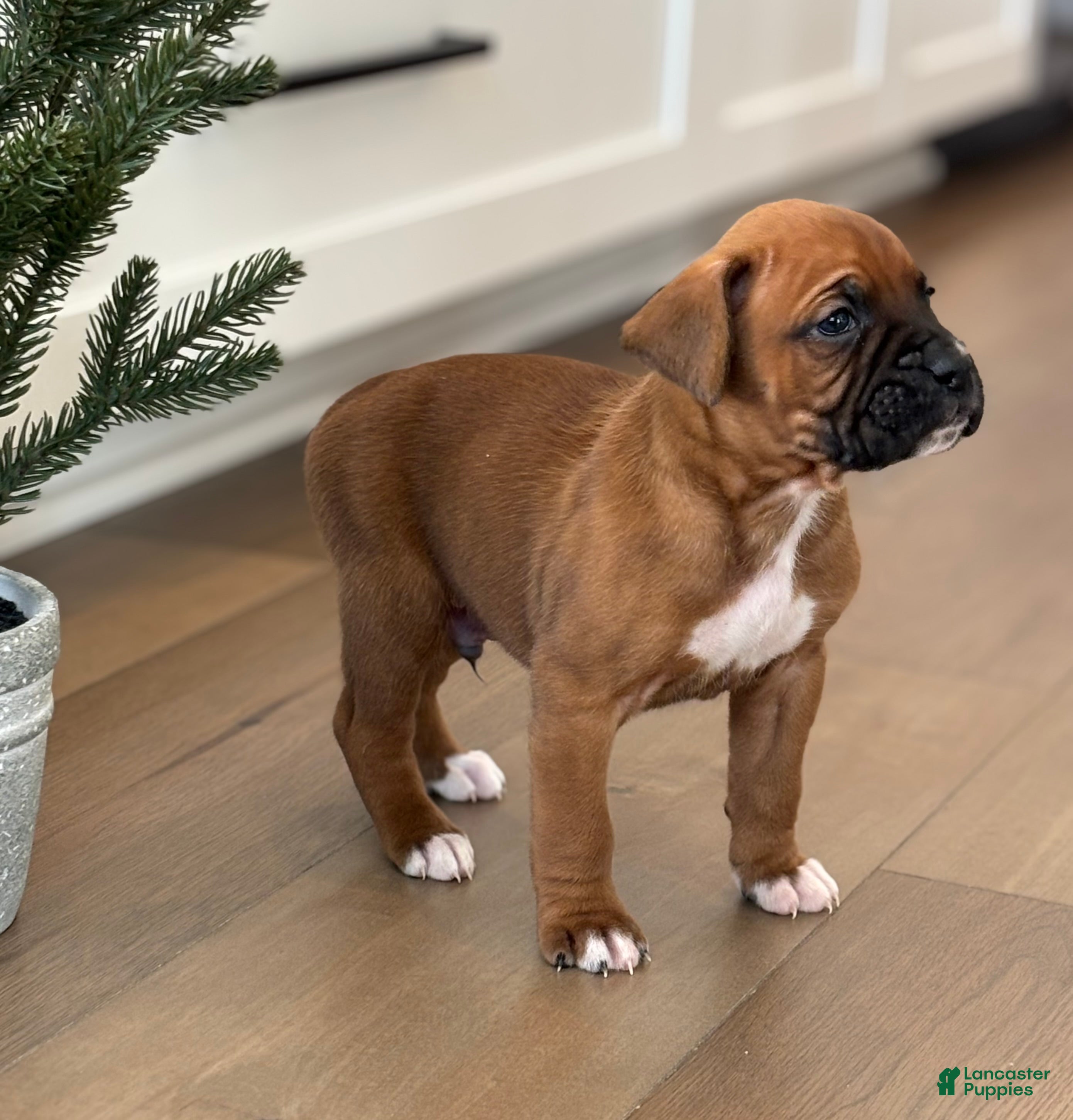 Boxer dogs Tucker - Ad 33