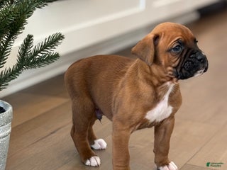Boxer dogs Tucker - Ad 33