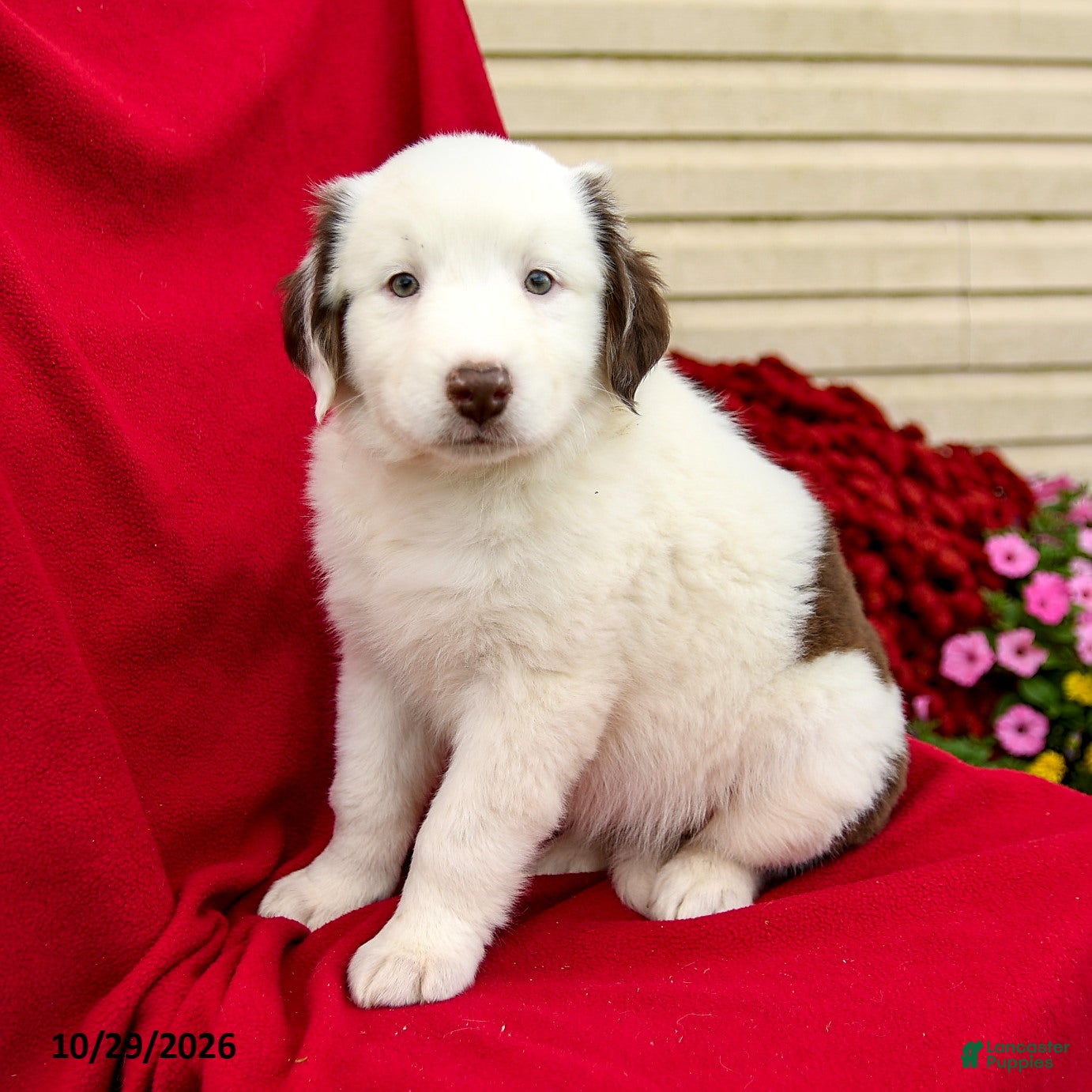 Australian Shepherd dogs for sale: Minnie - Ad 2