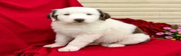 Australian Shepherd dogs for sale: Minnie - Ad 2