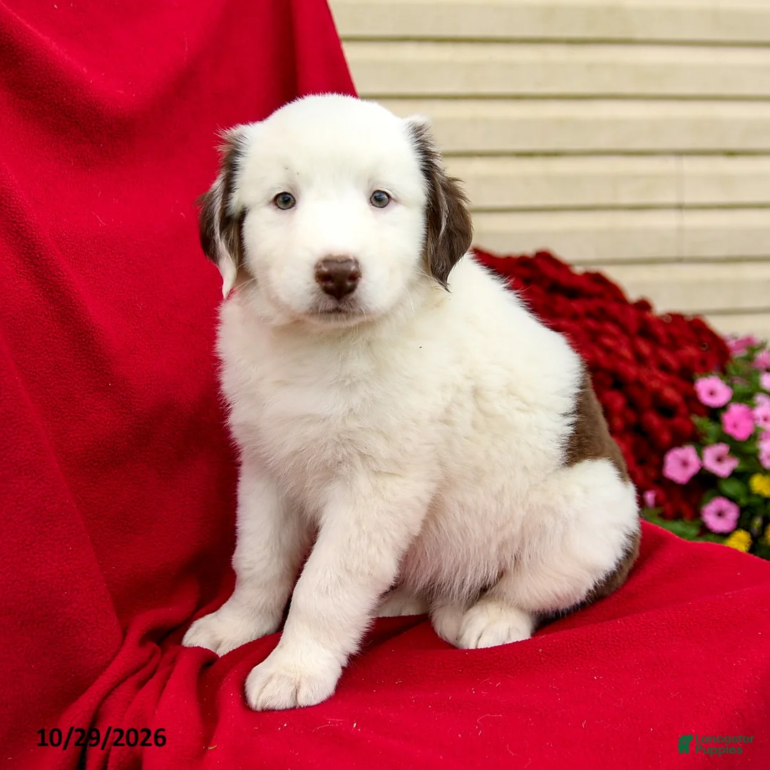 Australian Shepherd dogs for sale: Minnie - Ad 2