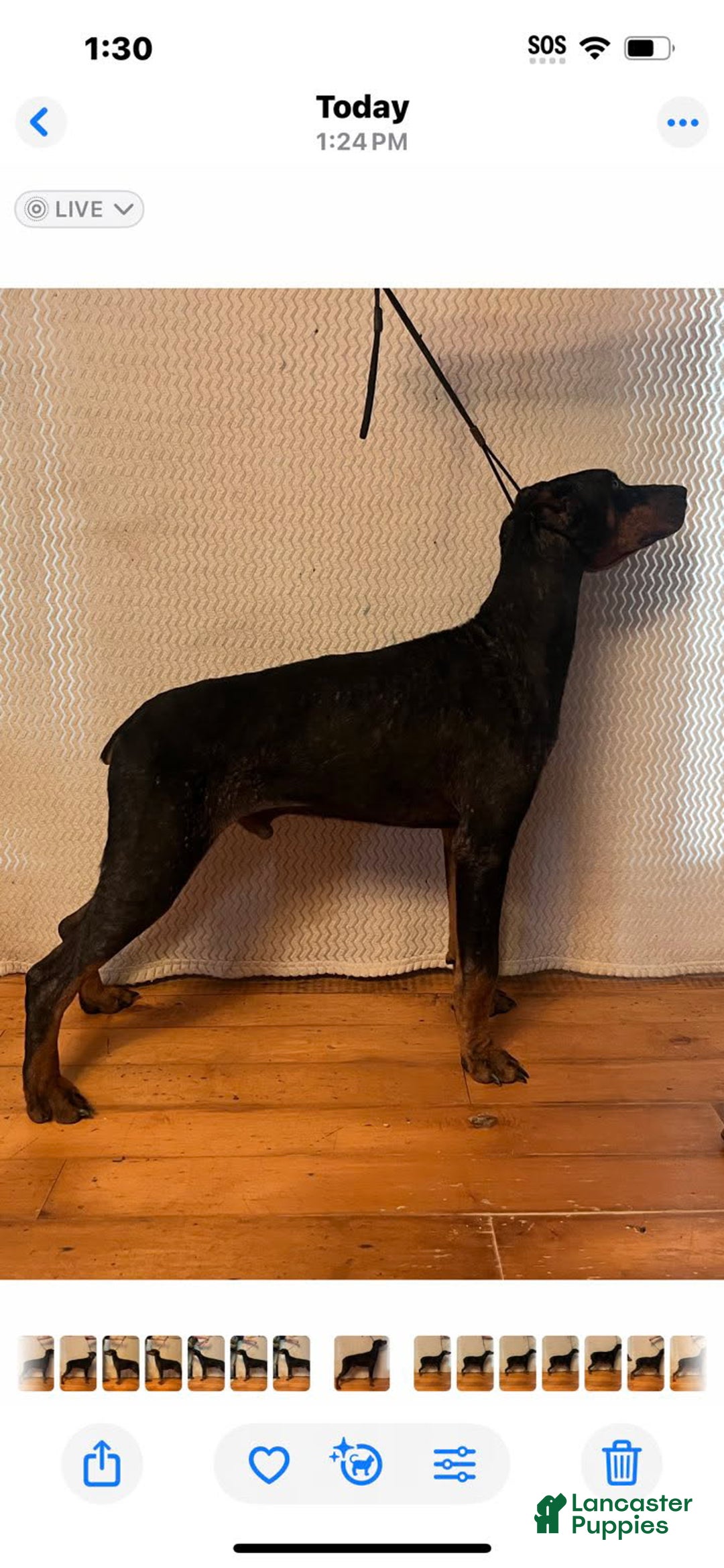 Doberman Pinscher dogs for sale: Elyse - Ad 4