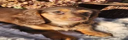 Miniature Dachshund dogs for sale: Dolly - Ad 16