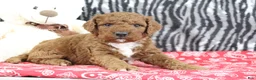 Mini Goldendoodle dogs for sale: Maggie - Ad 7