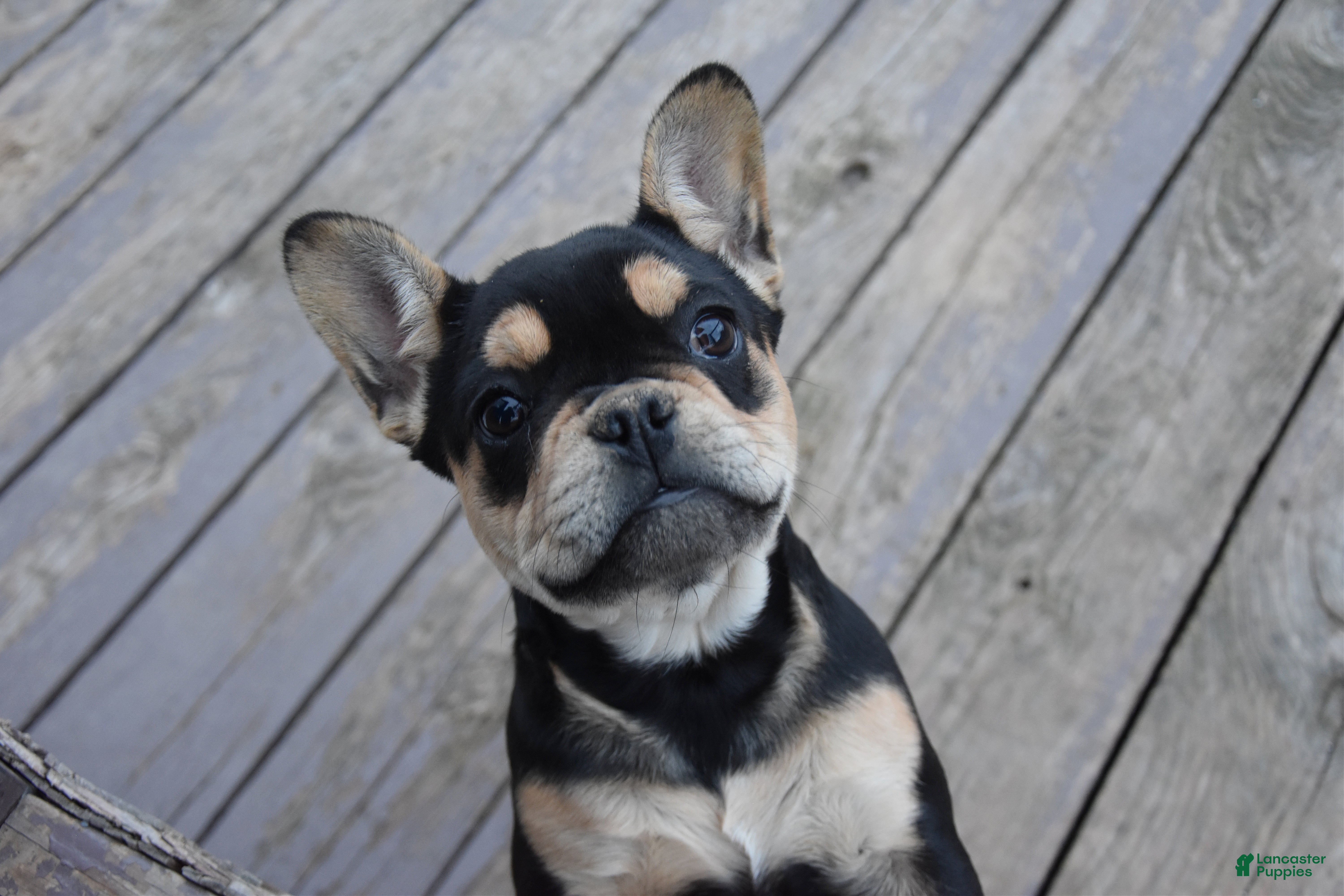 French Bulldog dogs Kay - Ad 4