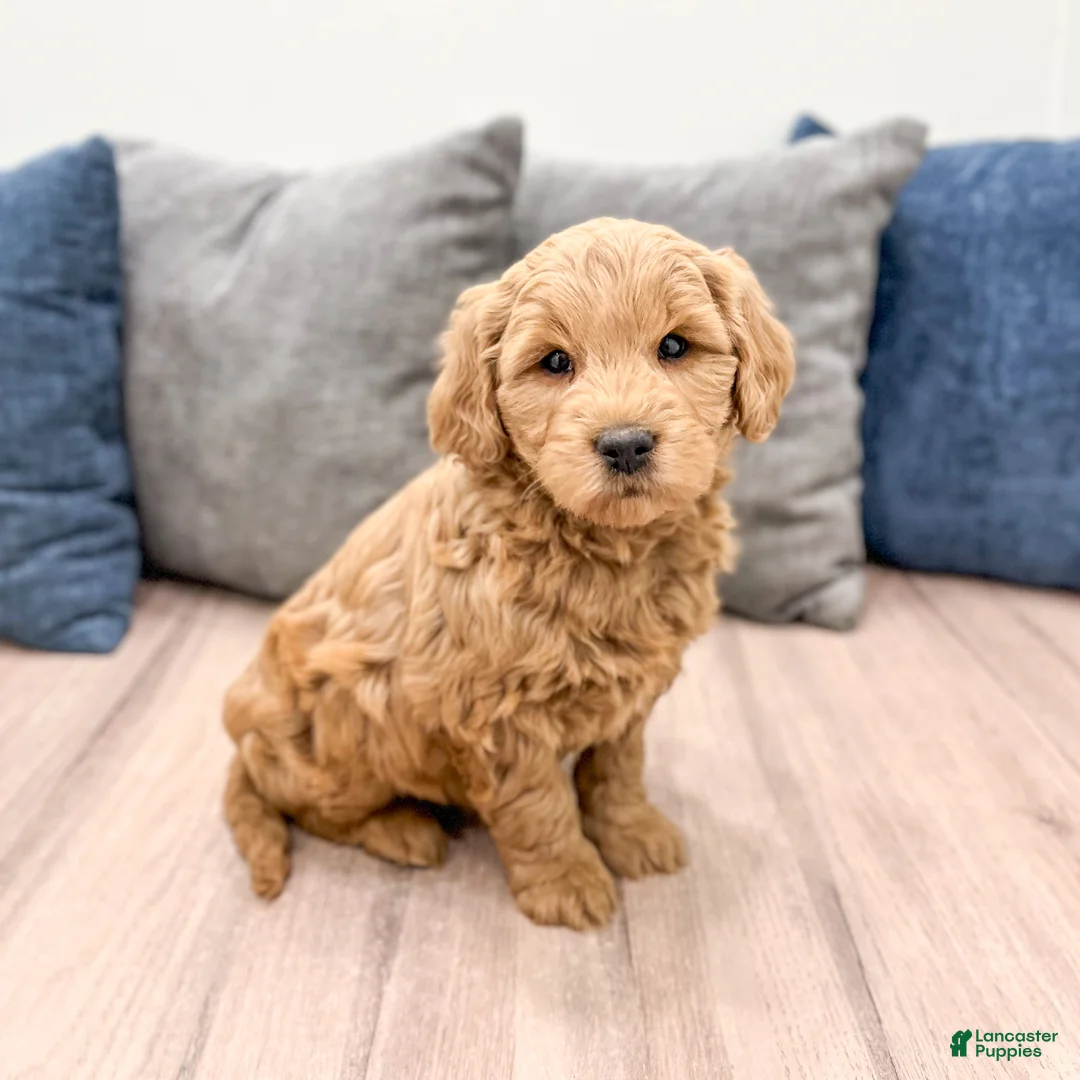 Mini Goldendoodle dogs for sale: Ryder - Ad 3
