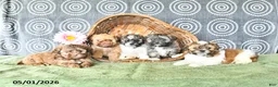 Shihpoo dogs for sale: Ollie - Ad 5