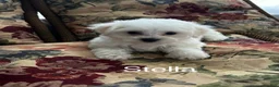 Bichon Frise dogs for sale: Bichon Frise Puppy 2 - Ad 2