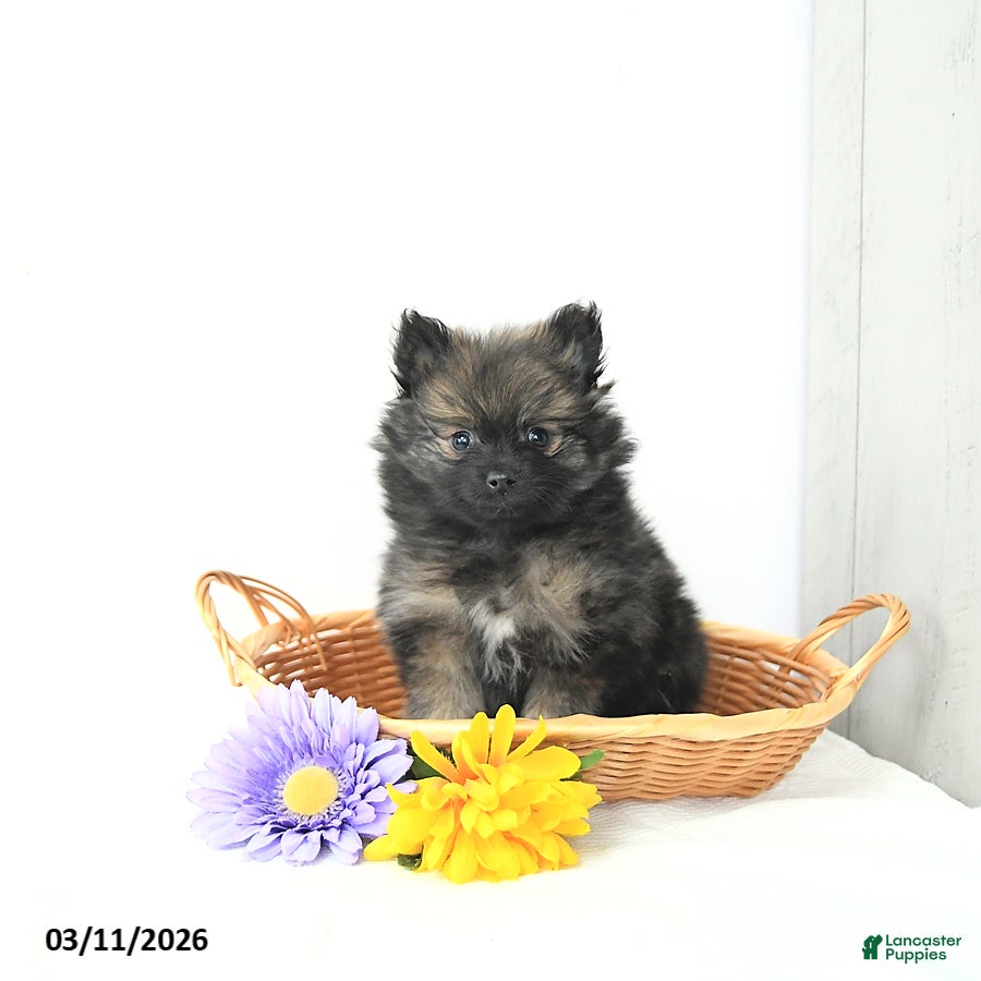 Pomeranian dogs Blacky - Ad 1