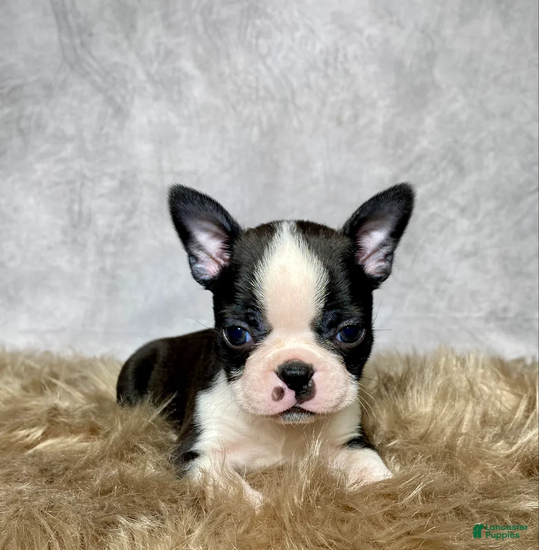 Boston Terrier dogs for sale: Leo - Ad 3