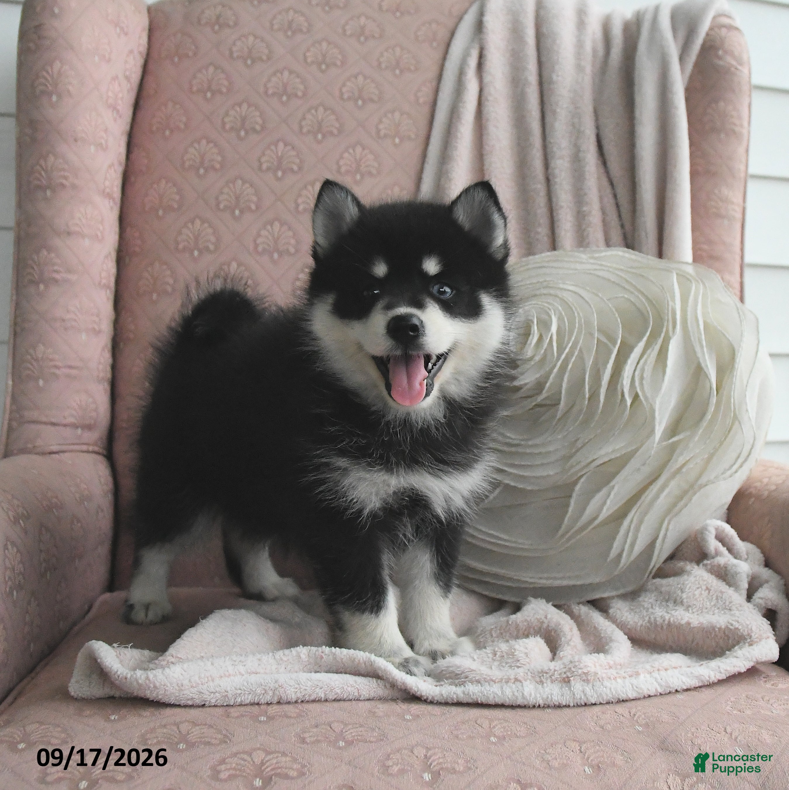 Pomsky dogs Bella   - Ad 1