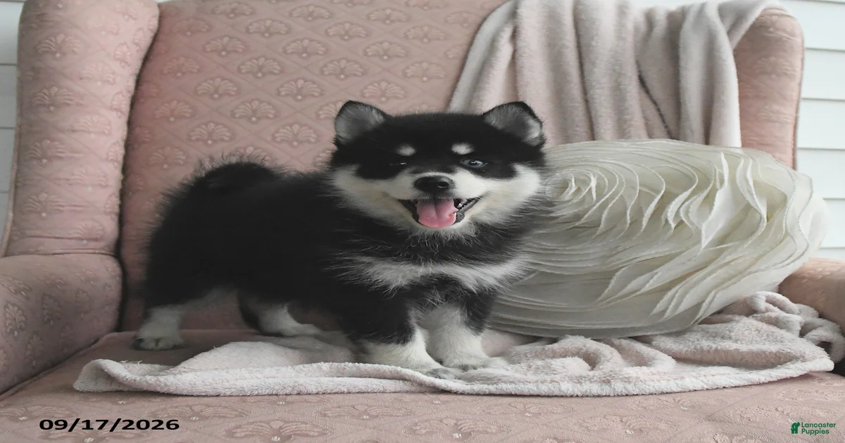 Bella Pomsky for sale in Shipshewana | Lancaster Puppies
