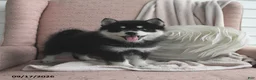 Pomsky dogs for sale: Bella   - Ad 1