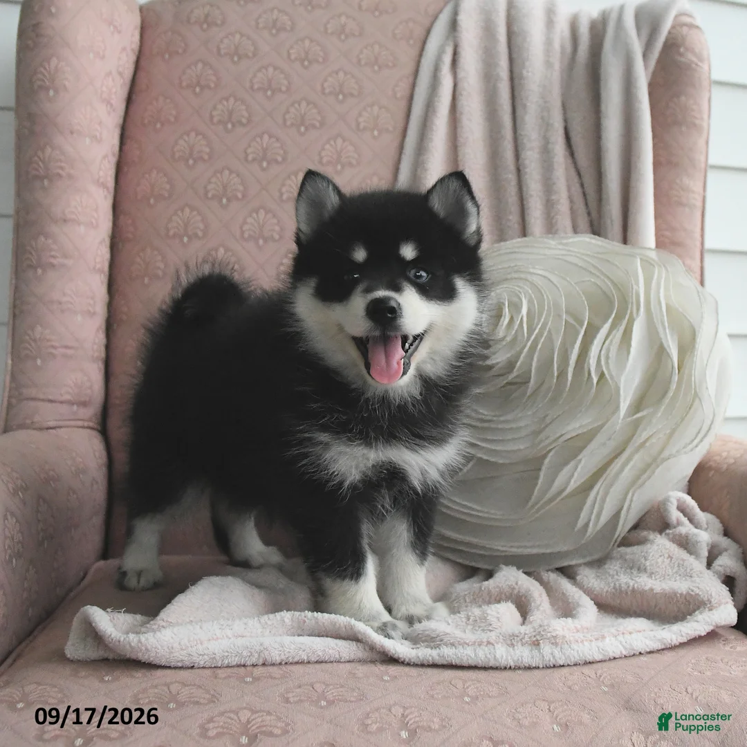Pomsky dogs for sale: Bella   - Ad 1