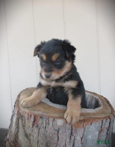Mixed Breed dogs Aspen - Ad 2