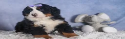 Bernese Mountain Dog dogs for sale: HONEY - Ad 12