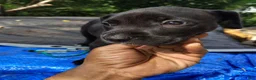 Mixed Breed dogs for sale: Mixed Breed 2 Bandog (Mustang) - Ad 7