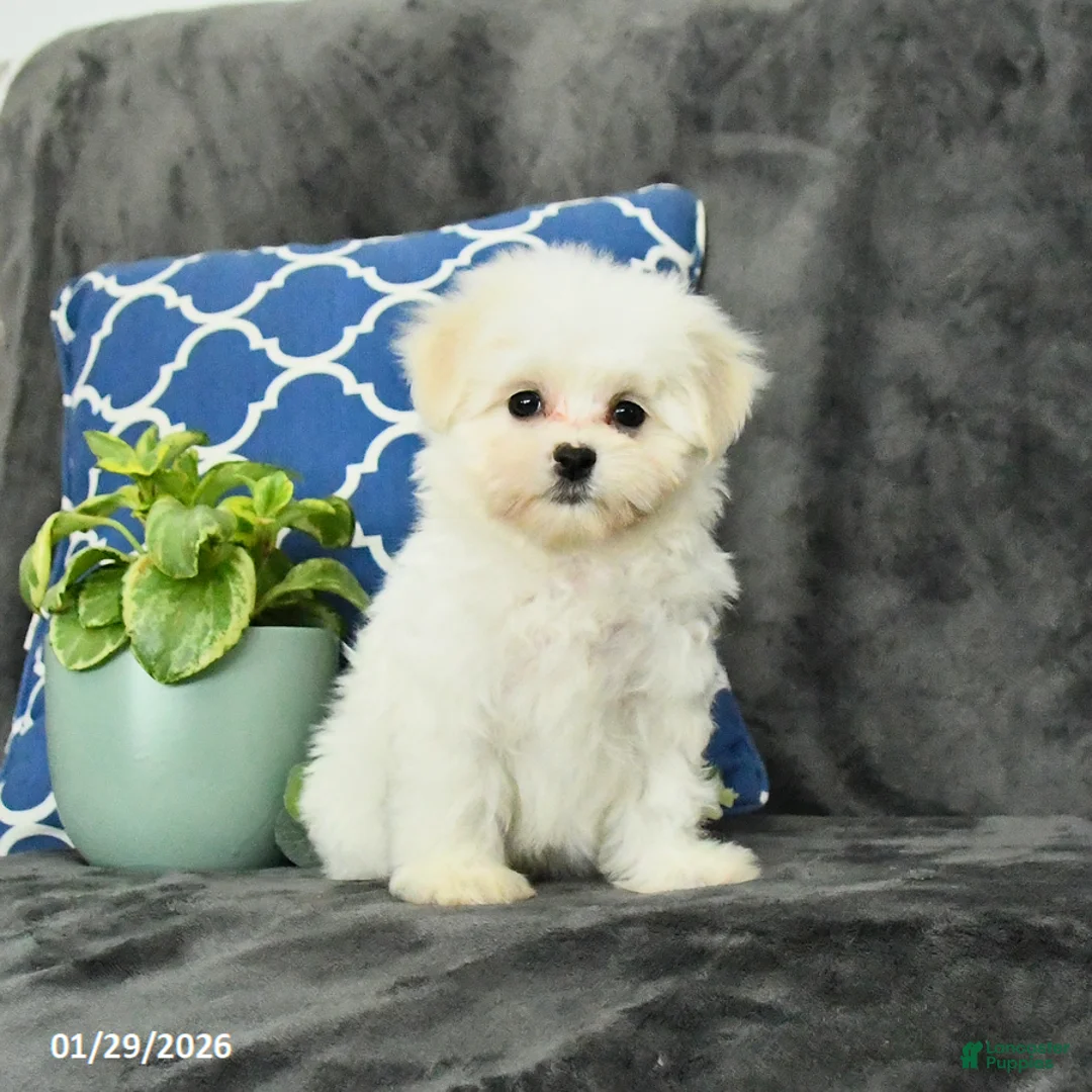 Mixed Breed dogs for sale: Daisy - Ad 3