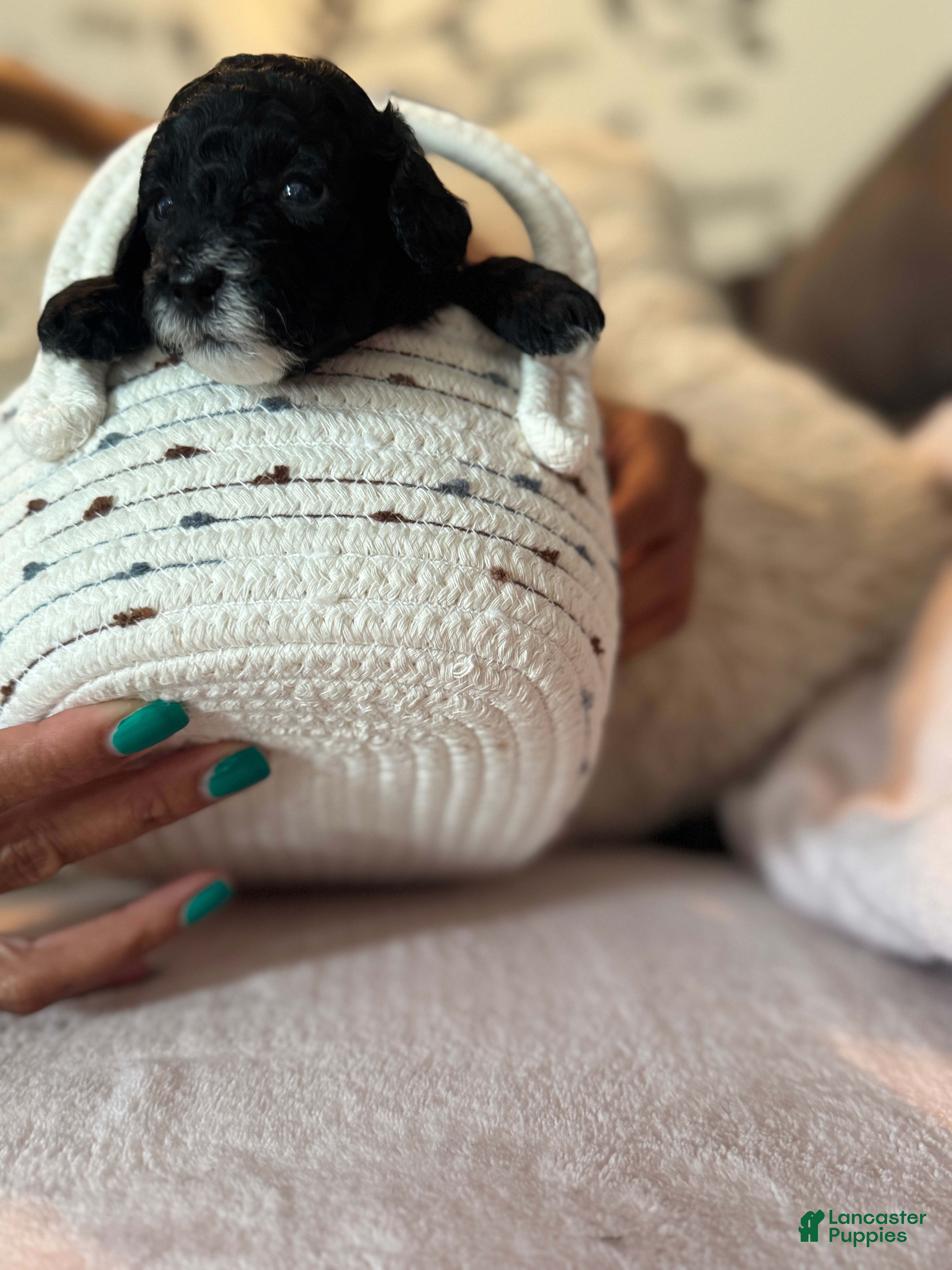 Toy Poodle dogs Black Panther - Ad 1