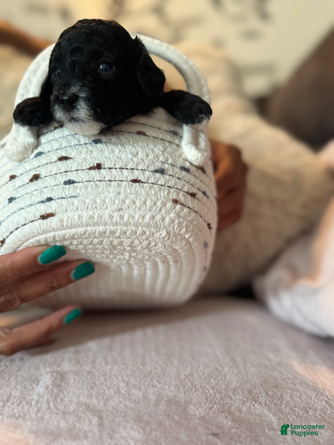 Toy Poodle dogs for sale: Black Panther - Ad 1