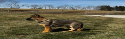 German Shepherd dogs for sale: Oakley - Ad 4