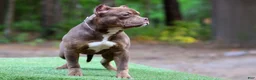 American Bully dogs for sale: Chocolate Tri Female - Ad 5