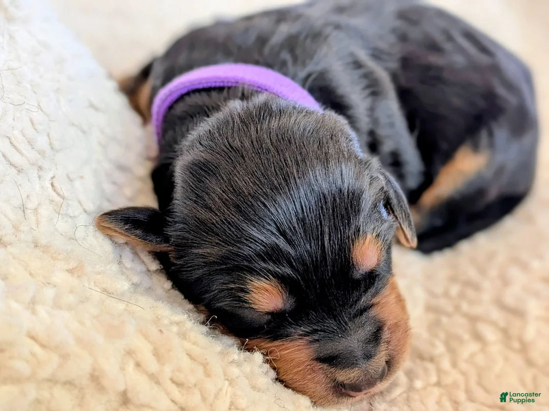 Mixed Breed dogs for sale: Goldador/Bernadoodle Puppy 3 - Ad 2