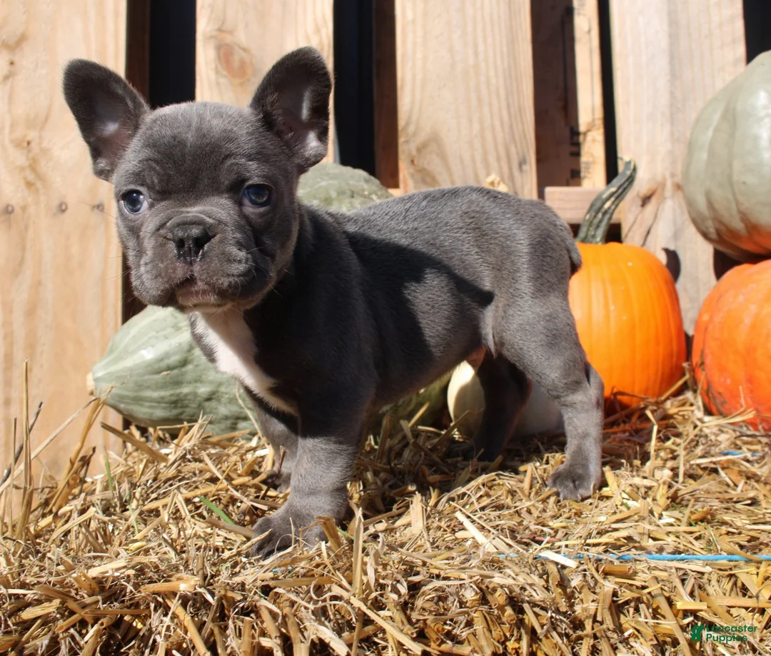 Mixed Breed dogs for sale: Theo - Ad 2