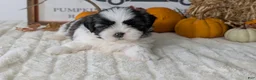 Shih Tzu dogs for sale: Kona - Ad 4