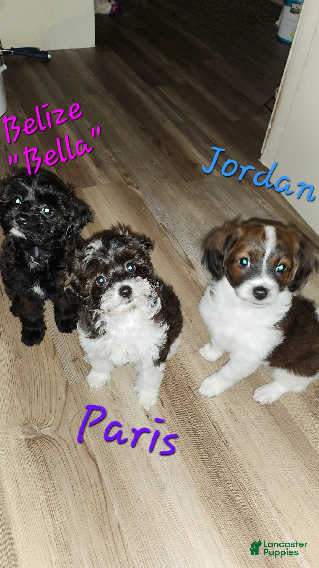 Cavapoo dogs for sale: Jordan - Ad 2