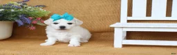Bichon Frise dogs for sale: Aurora  - Ad 5