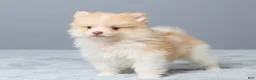 Pomeranian dogs for sale: Thomas - Ad 5