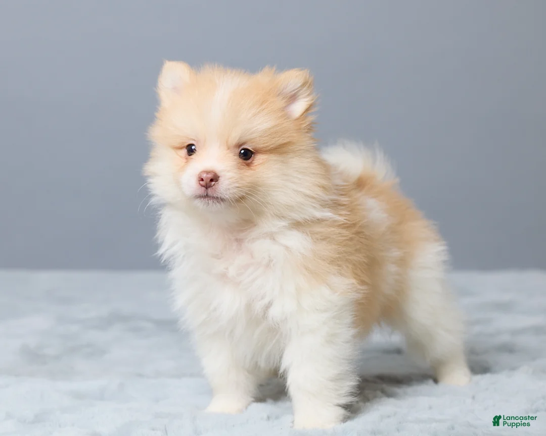 Pomeranian dogs for sale: Thomas - Ad 5