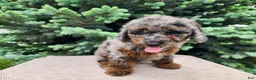 Mini Bernedoodle dogs for sale: Leasha - Ad 8