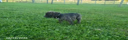 Cane Corso dogs for sale: Autumn - Ad 3