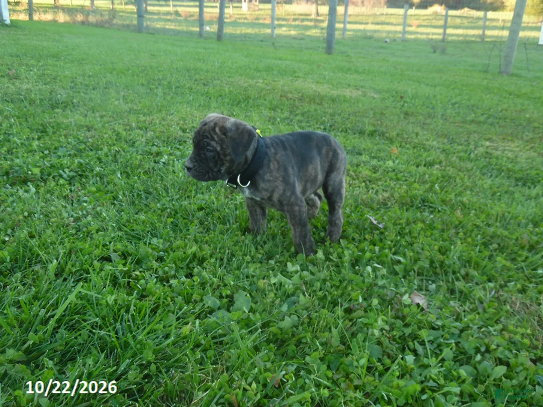 Cane Corso dogs for sale: Autumn - Ad 3