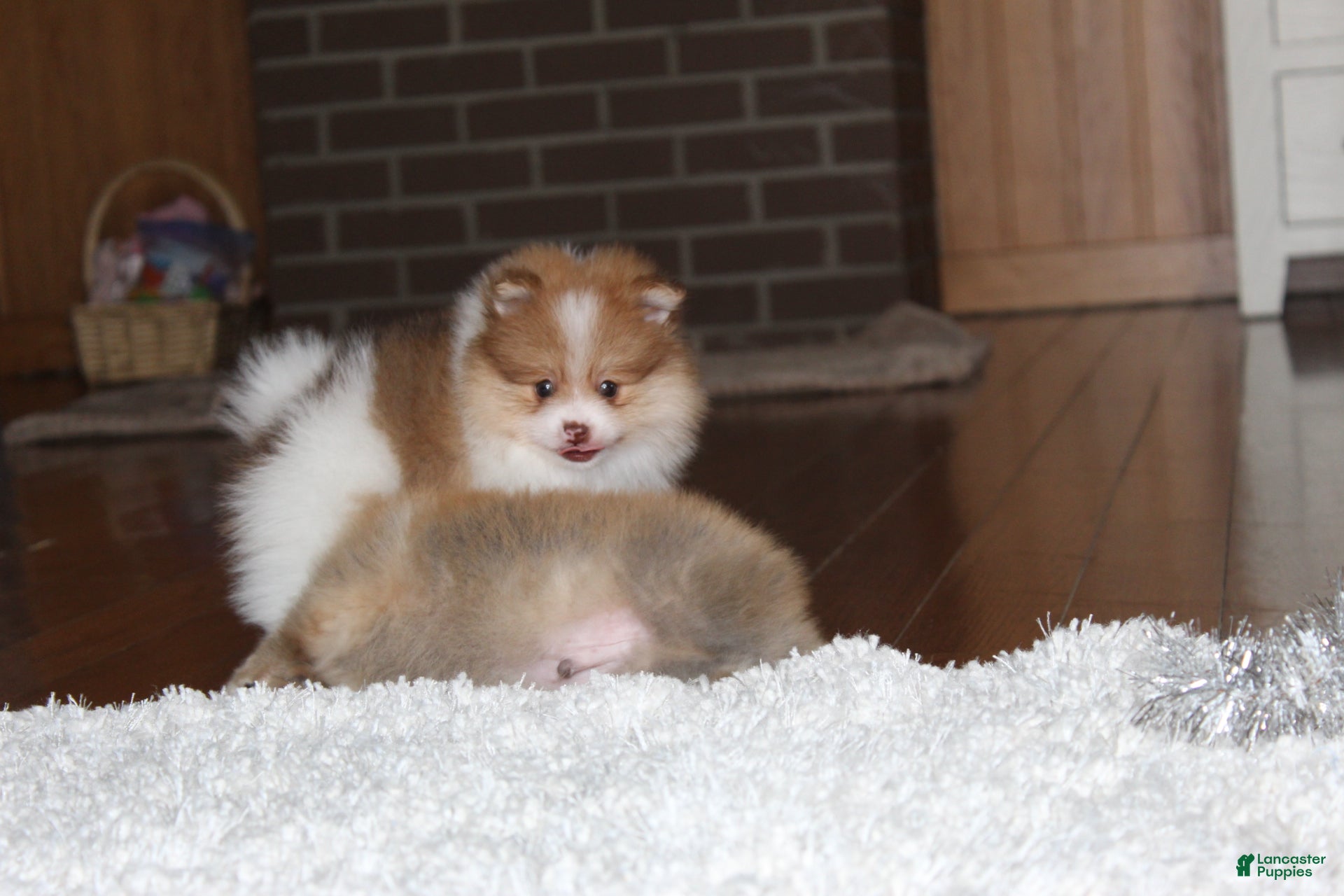 Pomeranian dogs Kenny - Ad 2