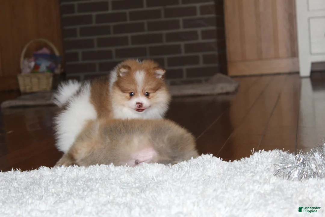 Pomeranian dogs for sale: Kenny - Ad 2